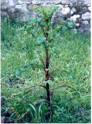 Crospigna con fusto crespino spinoso Crospigna con fusto crespino spinoso